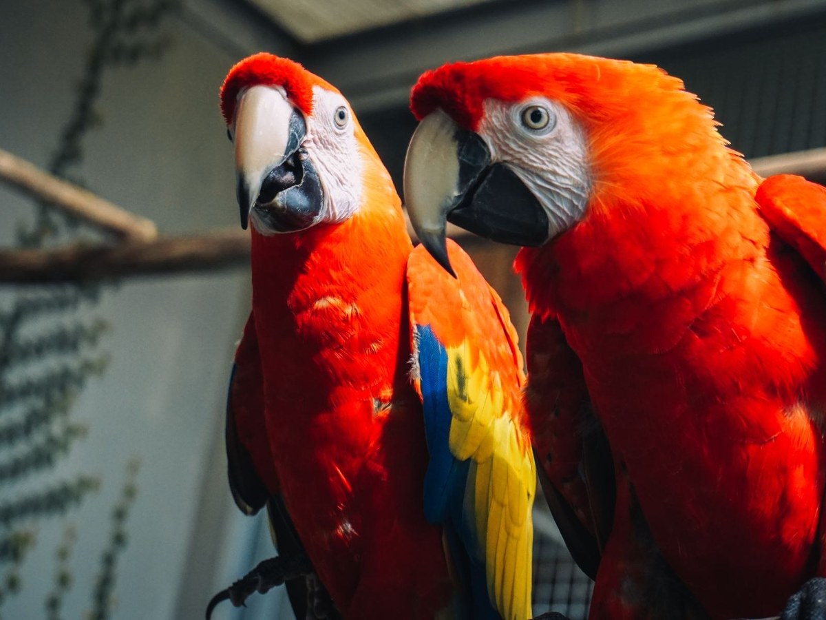 Two scarlet macaws with red, yellow and blue feathers perched side by side on a branch